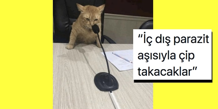 İlginç Kedi Fotoğraflarını İnsan Gibi Dillendirerek Bizi Dev Güldüren 15 Kişi