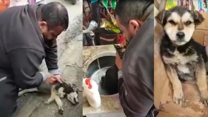 Yemek Yediği Sırada Fenalaşan Köpeği Suni Teneffüs Yaparak Hayata Döndüren Güzel İnsan