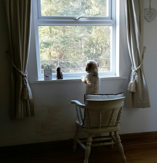 14. Любопытно, а стульчик это песель тоже сам себе подставил? :)