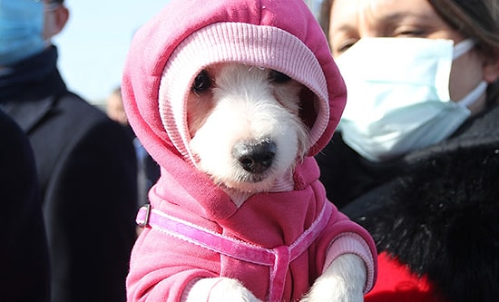 30 Köpeğin Ses Tellerini Kesen Kadına 127 Bin TL Ceza