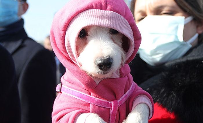 30 Köpeğin Ses Tellerini Kesen Kadına 127 Bin TL Ceza