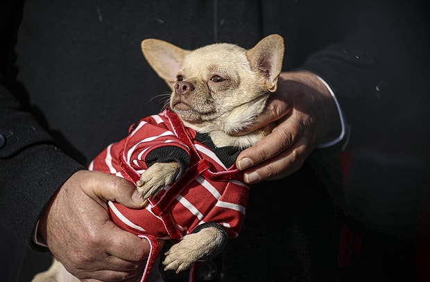 30 Kopegin Ses Tellerini Kesen Kadina 127 Bin Tl Ceza 30 Kopegin Ses Tellerini Kesen Kadina 127 Bin Tl Ceza