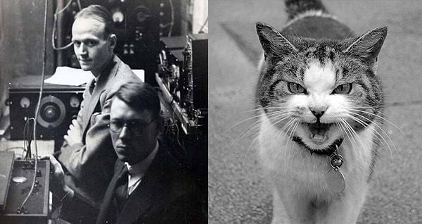 13. 1929 yılında Princeton Üniversitesi araştırmacıları, canlı kedileri telefon işlevi olacak bir cihaz haline getirdi.