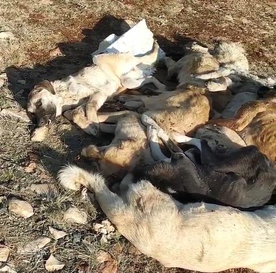 Boş Bir Araziye Atılmışlar: 29 Köpek Baygın Bir Halde Bulundu
