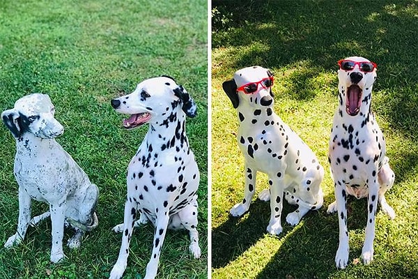 15. До и после преобразования! Эта скульптура собаки для сада, которую я нашла 10 лет назад в мусорном контейнере. Солнце Флориды нанесло ей больший ущерб. А это она сейчас!