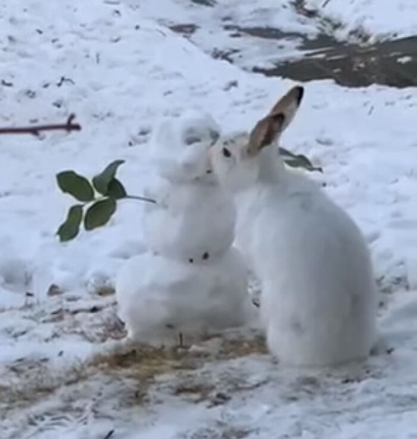 Немного  снежных поцелуев…