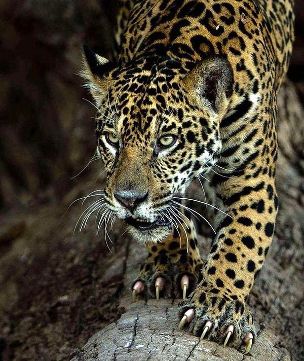 1. Pençeleriyle görenleri tir tir titreten bu jaguar: