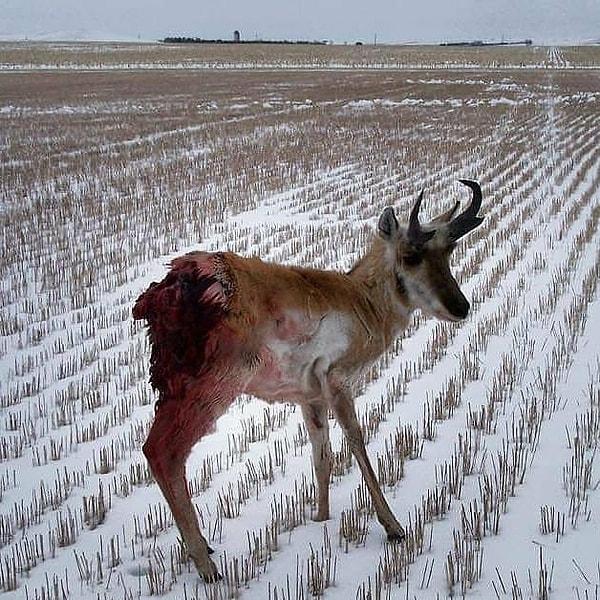 3. Kurt saldırısı sonucunda ciddi bir yara alan Amerikan antilopu: