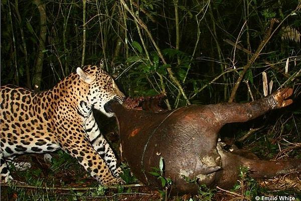 12. Tapir öldüren bir jaguar: