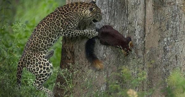 17. Güney Hindistan'da bir sincabı avlayan leopar:
