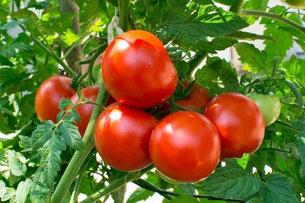 2. Domatessiz, salçasız yemek olmaz bizde. Peki bir kilogram domates için kaç litre su harcandığını biliyor musun?