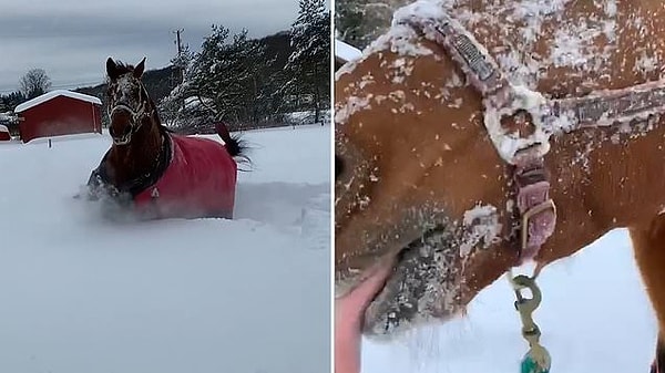 Rachelle Huston isimli bir kişi de etkili olan kar yağışının ardından karın keyfini çıkaran atının görüntülerini kaydetti.