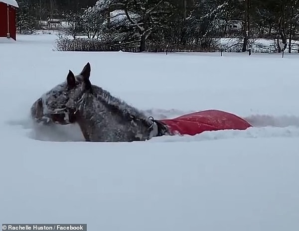 Dört nala karın keyfini çıkaran o atın görüntüleri ise viral oldu.