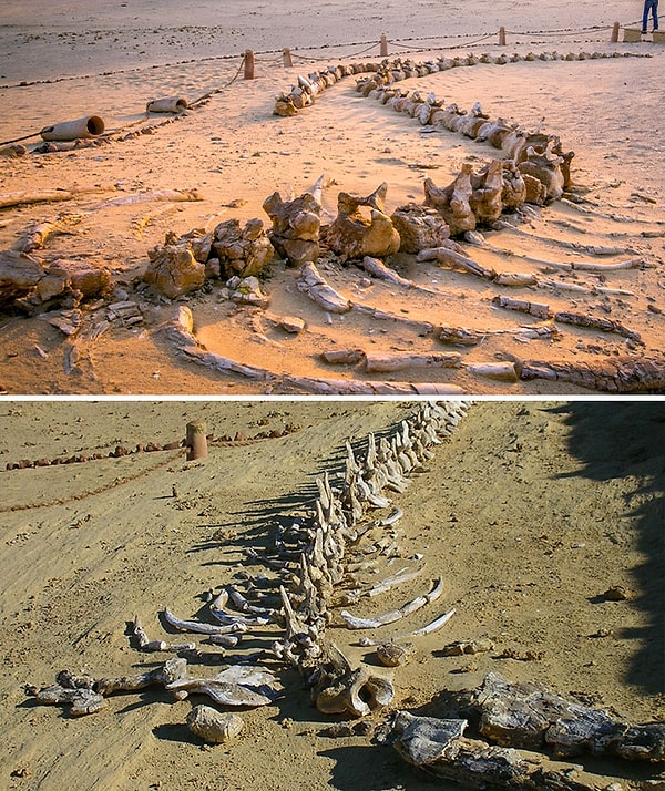 7. Китовая долина, где обитают сотни окаменелостей некоторых из самых ранних форм китов, все довольно нетронутые