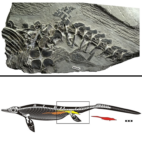 9. 248-летняя окаменелость рожающей матери Chaohusaurus