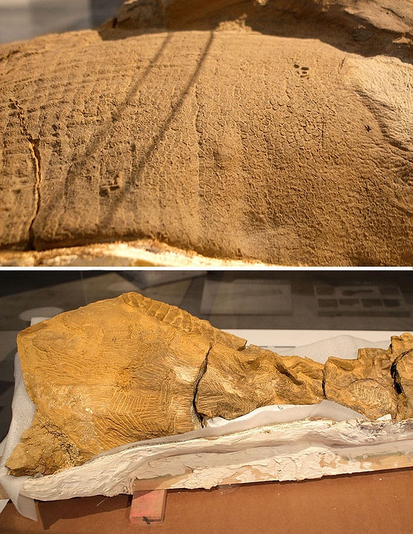 15. Этот слепок окаменелой кожи хадрозавра по имени Дакота