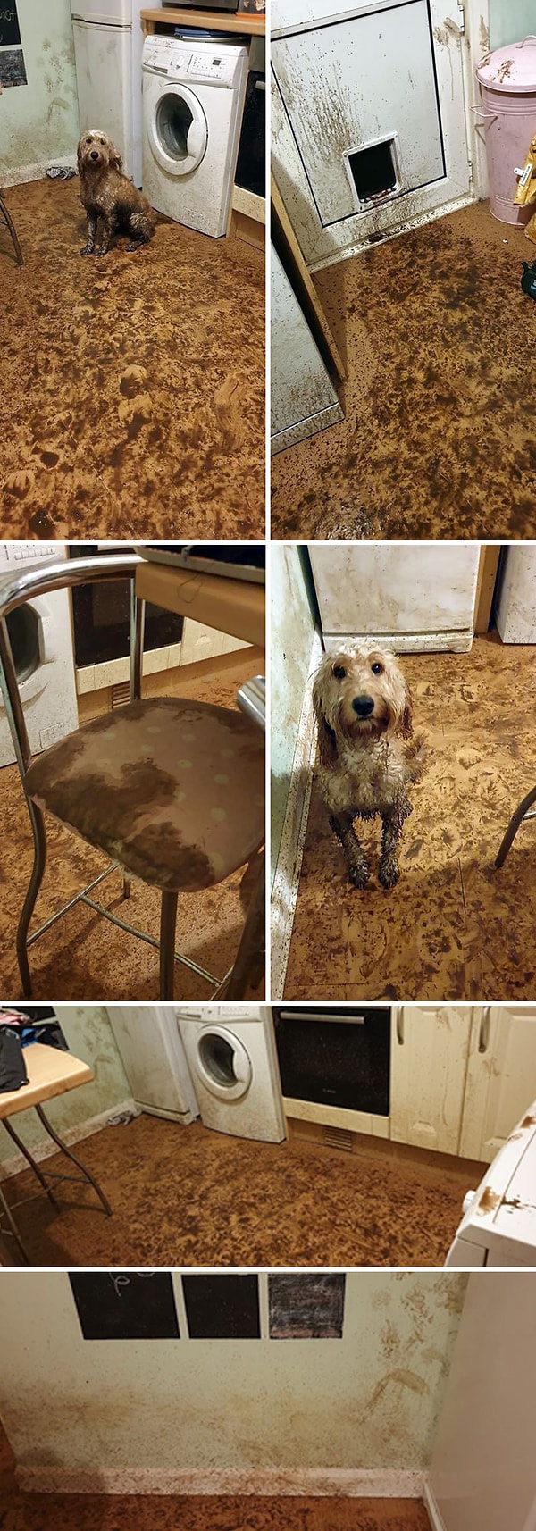 11. Не забывайте закрывать дверцу для собаки во время проливного дождя