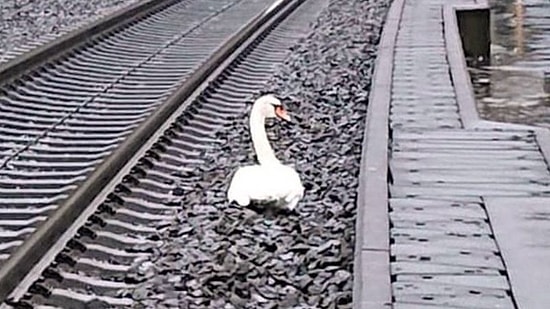 Ciğerimiz Kalmadı: Almanya'da Eşini Kaybeden Kuğu Tren Raylarında Yas Tuttu, Seferler Aksadı