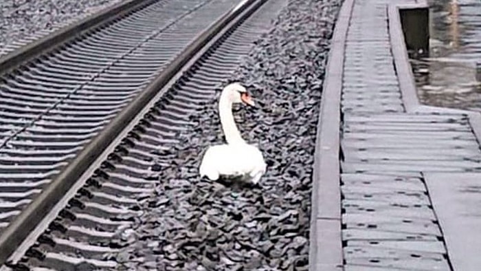 Ciğerimiz Kalmadı: Almanya'da Eşini Kaybeden Kuğu Tren Raylarında Yas Tuttu, Seferler Aksadı