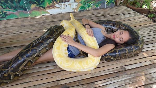 Yılan masajı için piton da dahil olmak üzere 28 farklı zehirsiz yılan türü kullanılıyor.