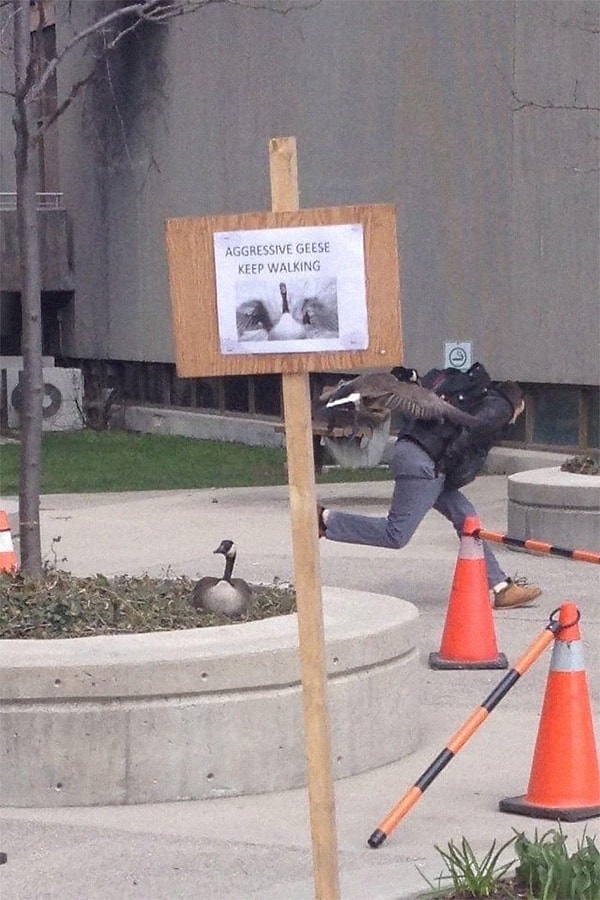 3. Здесь обитают агрессивные гуси :)