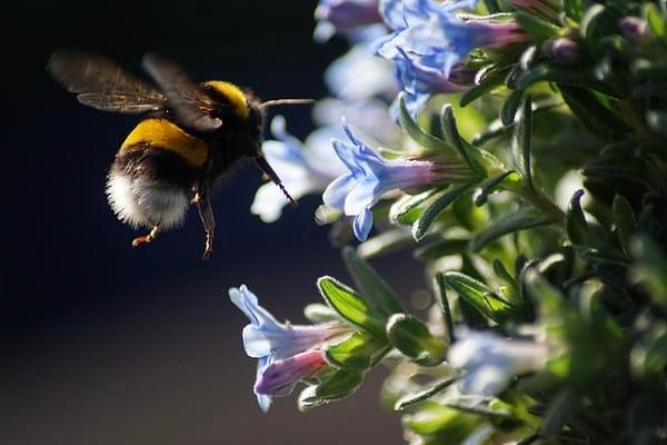 15. Yaban arıları elektrostatik alanları algılayarak son birkaç dakika içinde bulundukları çiçeği başka bir arının ziyaret edip etmediğini anlayabilir.