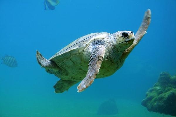 30. Deniz kaplumbağaları yumurtalarını bıraktıktan sonra, avcı hayvanları kandırmak için tuzak görevi gören sahte yuvalar oluştururlar.