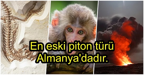 2020 Yılında Öğrendiğimiz Beyninizden Asla Çıkmayacak 31 İlginç Bilgi