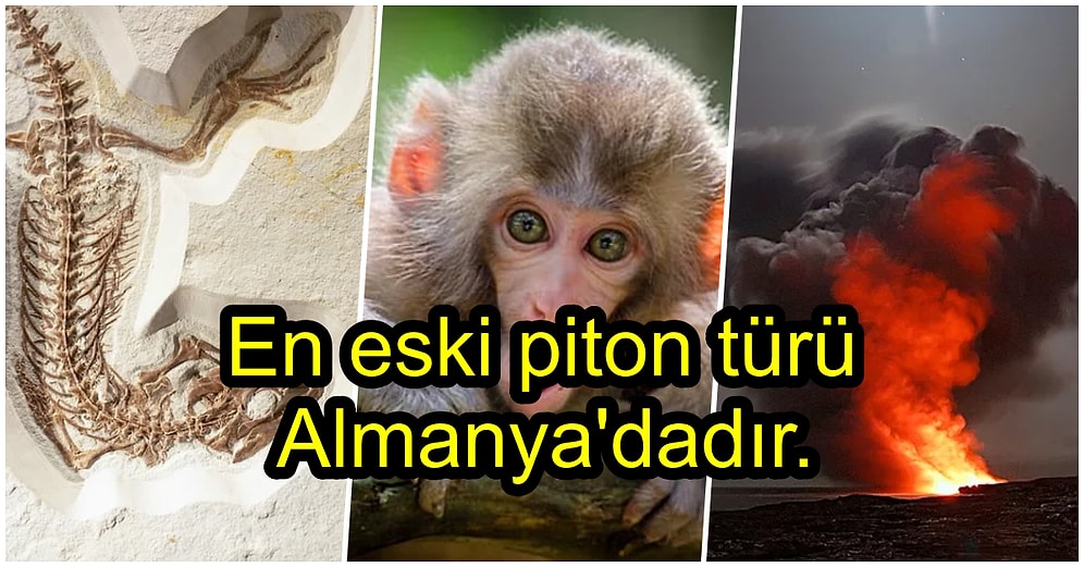 2020 Yılında Öğrendiğimiz Beyninizden Asla Çıkmayacak 31 İlginç Bilgi