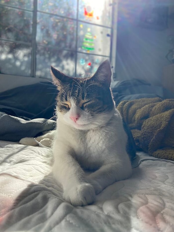 1. Знакомьтесь, это Чайна - очаровательная американская кошка, которая любит подворовывать.