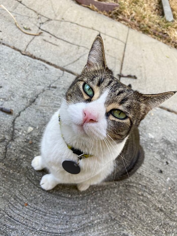 6. Моника ужасно волновалась, что подумают об этом ее соседи. Девушка решила установить камеру и снять на видео, как Чайна приносит разные вещи на коврик, и разослала его соседям, которые, кстати, отреагировали очень положительно и ничуть не разозлились на забавную кошку-клептоманку.