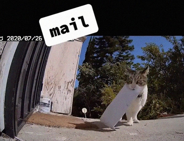 7. Вот некоторые из "трофеев", которые Чайна с гордостью преподносит своей хозяйке Монике: сперва, чья-то почта.