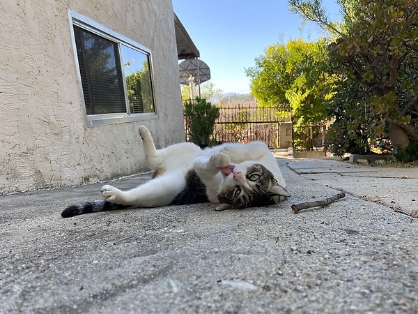 18. Для всех предметов, украденных Чайной, Моника сделала специальный ящик, из которого соседи могут забрать обратно свои вещи. Чайне, конечно, эта идея не очень нравится, поэтому она продолжает свои вылазки в соседские дворы в надежде найти еще больше классных безделушек для своей любимой хозяйки!💙