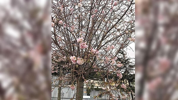 Geçen senenin yapraklarını dökmeyen ağaçlar çiçek açmaya başladı