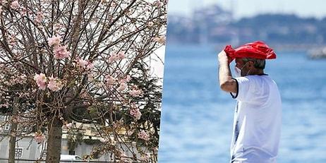 İstanbul'un Biyolojik Ritmi Bozuldu: 'Aralık Ayında Ağaçların Çiçek Açması Normal Değil'