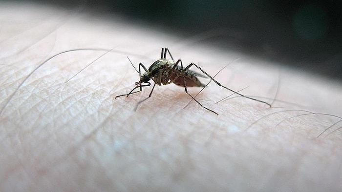 İBB SMS Atarak Uyardı: İstanbul'da Sivrisinek Kâbusu Büyüyor