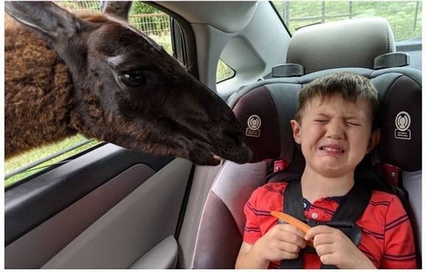 3. "Наш ребенок во время сафари в его день рождения". Мда, не угодили :).