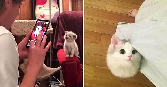 Настоящие супермодели: 15 фотографий кошек, которые точно знают, как принять правильную позу на фото