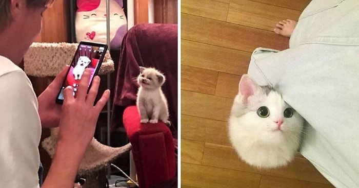 Настоящие супермодели: 15 фотографий кошек, которые точно знают, как принять правильную позу на фото