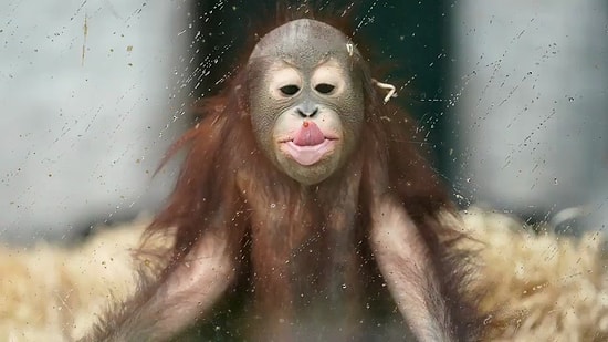 Reuters Tarafından Derlenen 2020 Yılının En İyi Hayvan Fotoğrafları