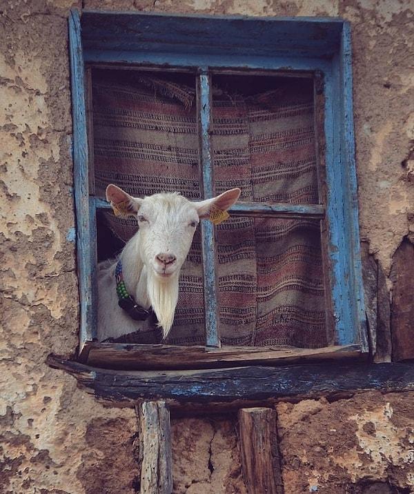 11. Camdan size bakan bir keçi mi?