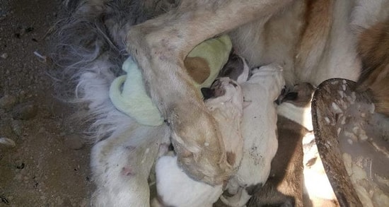 Gürcistan’da Yılbaşından Bir Gün Önce Yeşil Bir Köpek Dünyaya Geldi