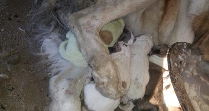 Gürcistan’da Yılbaşından Bir Gün Önce Yeşil Bir Köpek Dünyaya Geldi