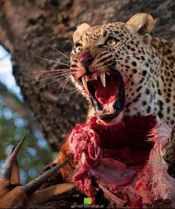 7. Avladığı ceylanı koruyan erkek leopar: