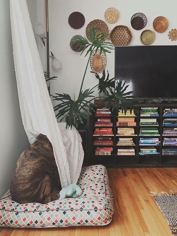 1. Собака? Нет, я никого не вижу