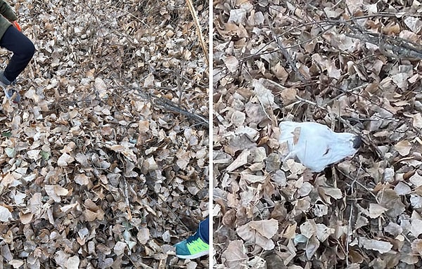 8. Найдите призрака