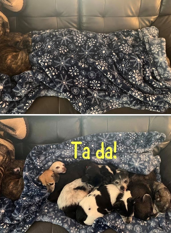 9. Сколько малышей на этом фото?)