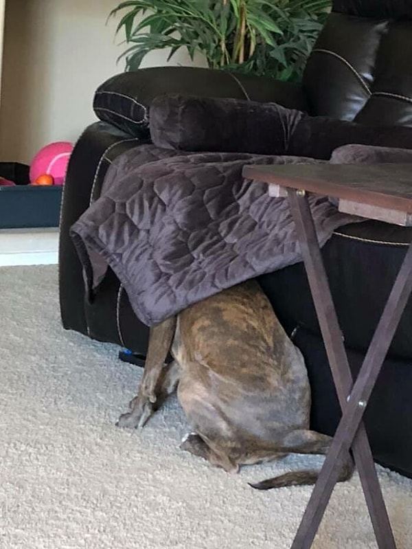 11. Нужно очень хорошо присмотреться, чтобы найти ее. Да она мастер маскировки!