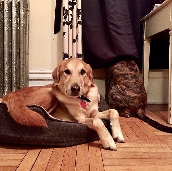 15. Спорим, вы не сможете найти вторую собаку на этой фотографии