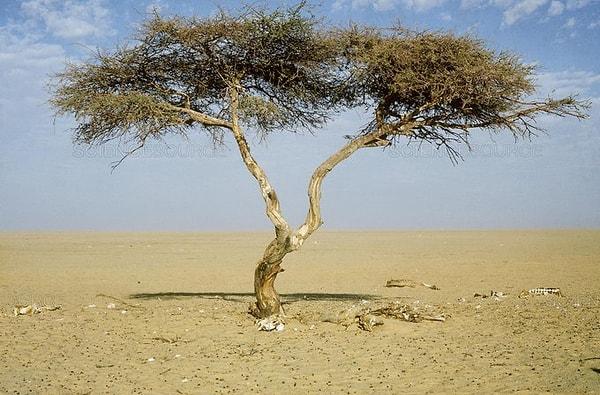 11. Nijer'de 'dünyanın en yalnız' ağacı bulunur.